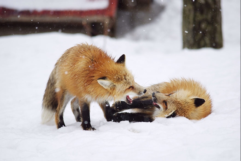 The most mimimish place on earth is the Japanese village of foxes The most mimimish place on earth is the Japanese village of foxes