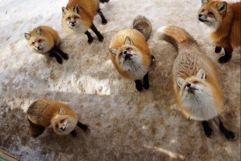 The most mimimish place on earth is the Japanese village of foxes The most mimimish place on earth is the Japanese village of foxes
