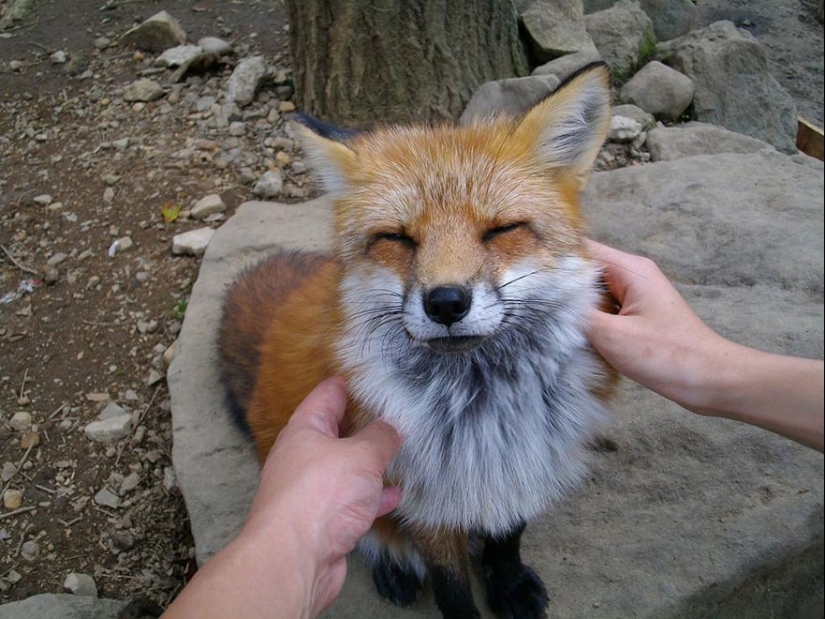 The most mimimish place on earth is the Japanese village of foxes The most mimimish place on earth is the Japanese village of foxes