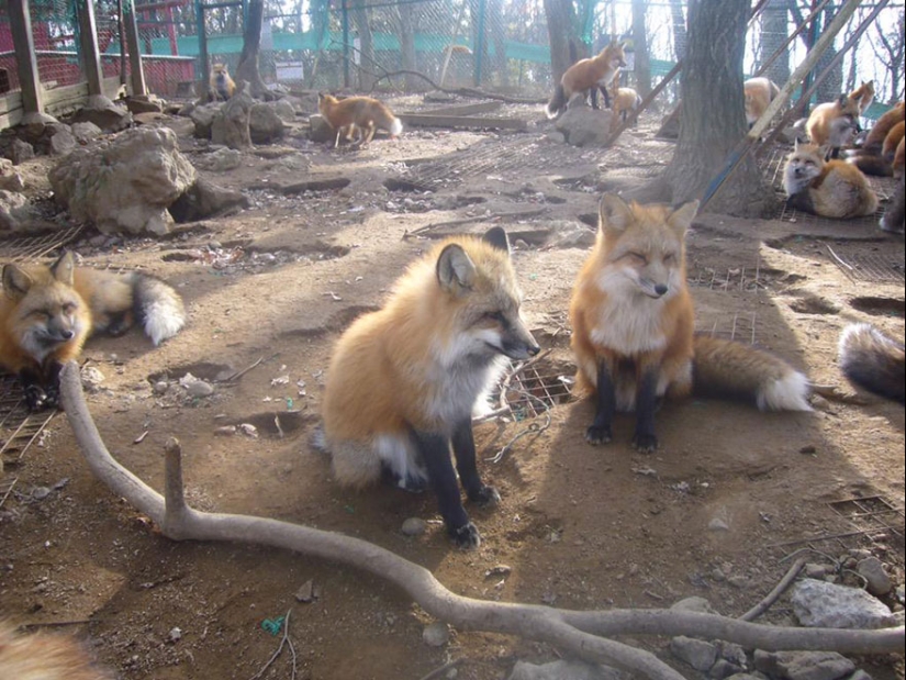 The most mimimish place on earth is the Japanese village of foxes The most mimimish place on earth is the Japanese village of foxes