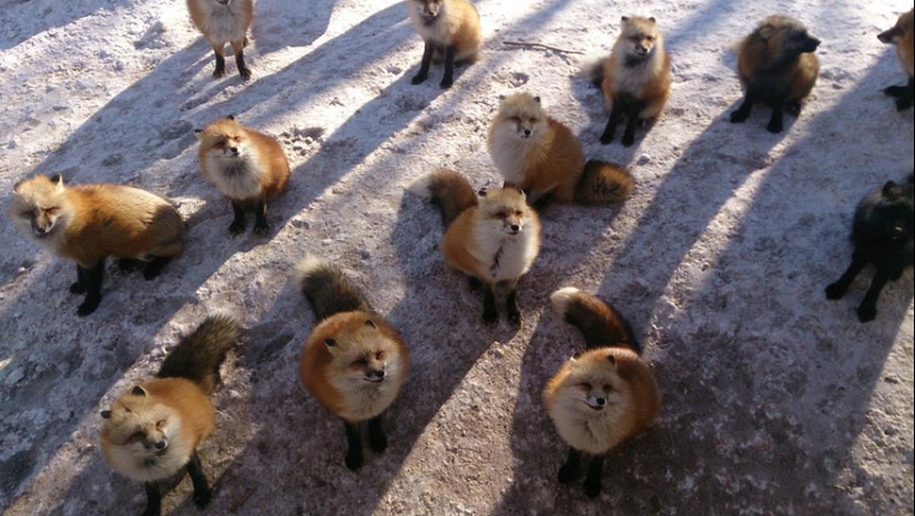 The most mimimish place on earth is the Japanese village of foxes The most mimimish place on earth is the Japanese village of foxes