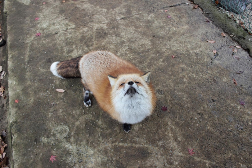 The most mimimish place on earth is the Japanese village of foxes The most mimimish place on earth is the Japanese village of foxes