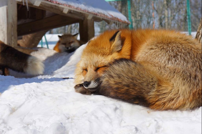 The most mimimish place on earth is the Japanese village of foxes The most mimimish place on earth is the Japanese village of foxes