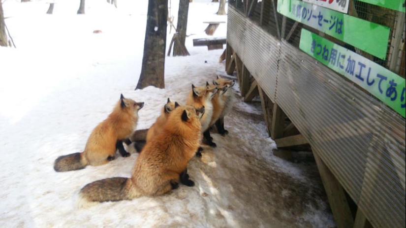 The most mimimish place on earth is the Japanese village of foxes The most mimimish place on earth is the Japanese village of foxes