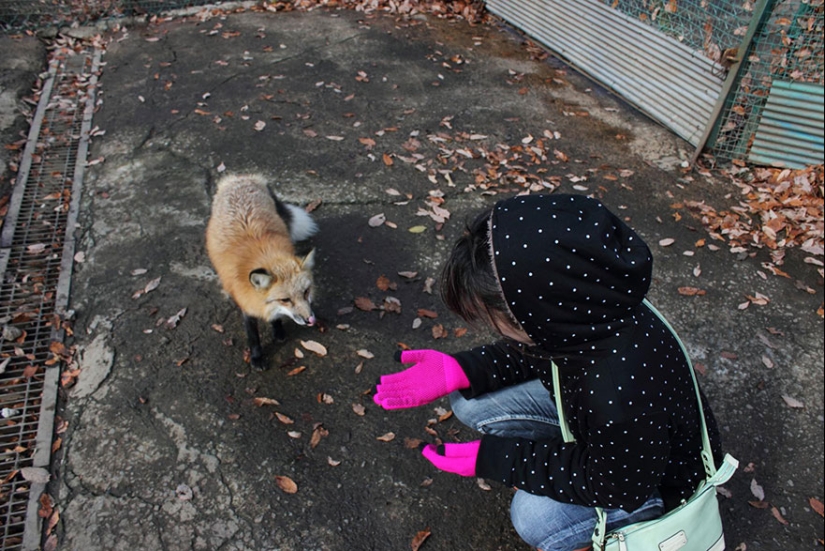 The most mimimish place on earth is the Japanese village of foxes The most mimimish place on earth is the Japanese village of foxes