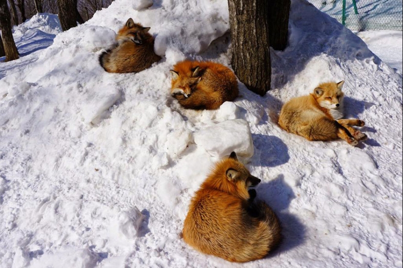 The most mimimish place on earth is the Japanese village of foxes The most mimimish place on earth is the Japanese village of foxes