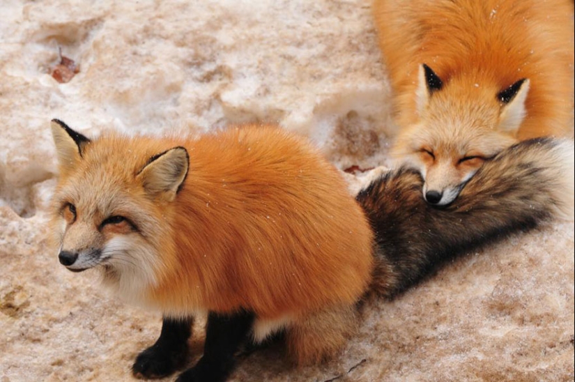 The most mimimish place on earth is the Japanese village of foxes The most mimimish place on earth is the Japanese village of foxes
