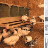 The story of a Portuguese "chicken girl" who grew up in a poultry house