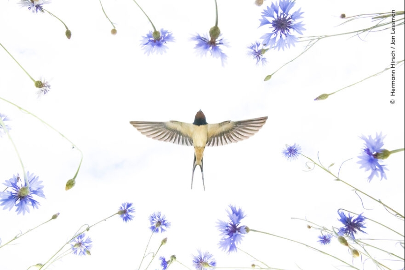 The Wildlife Photographer Of The Year People’s Choice Award: 12 Shortlisted Images That People Could Choose From