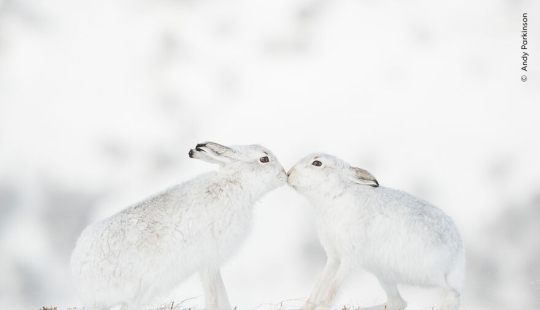 The Wildlife Photographer Of The Year People’s Choice Award: 12 Shortlisted Images That People Could Choose From