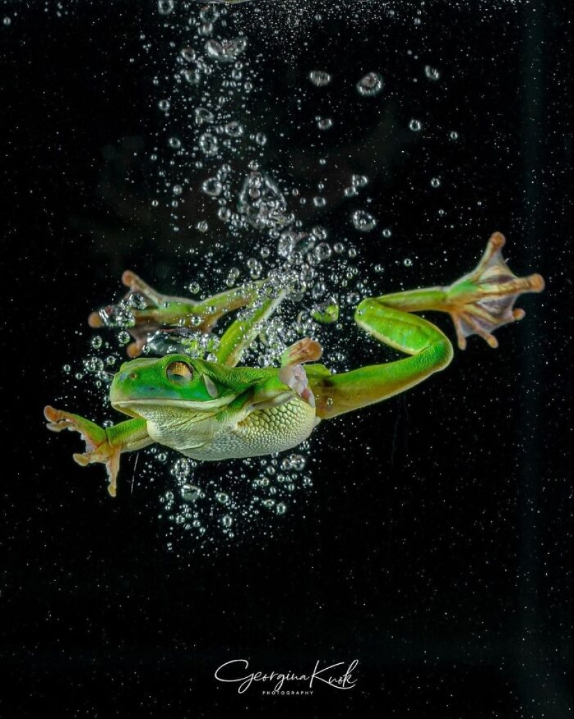 This Account Is Dedicated To Macro Photography, And Here Are The 13 Best Shots Shared