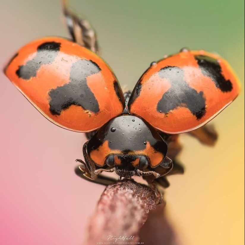 This Account Is Dedicated To Macro Photography, And Here Are The 13 Best Shots Shared
