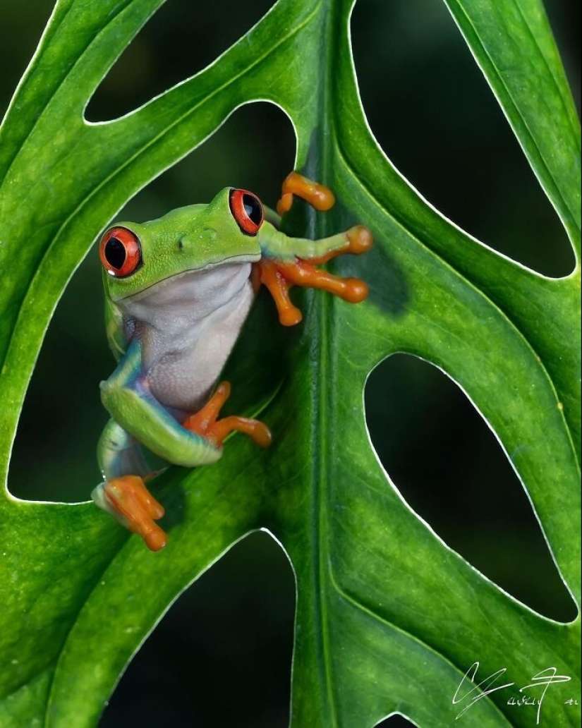 This Account Is Dedicated To Macro Photography, And Here Are The 13 Best Shots Shared