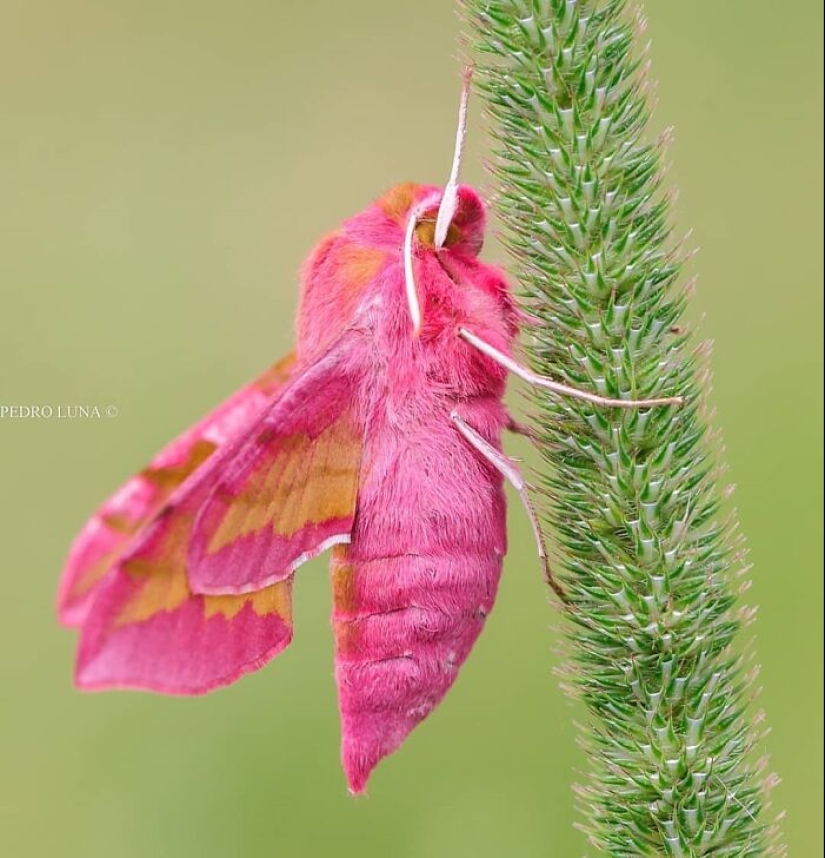 This Account Is Dedicated To Macro Photography, And Here Are The 13 Best Shots Shared