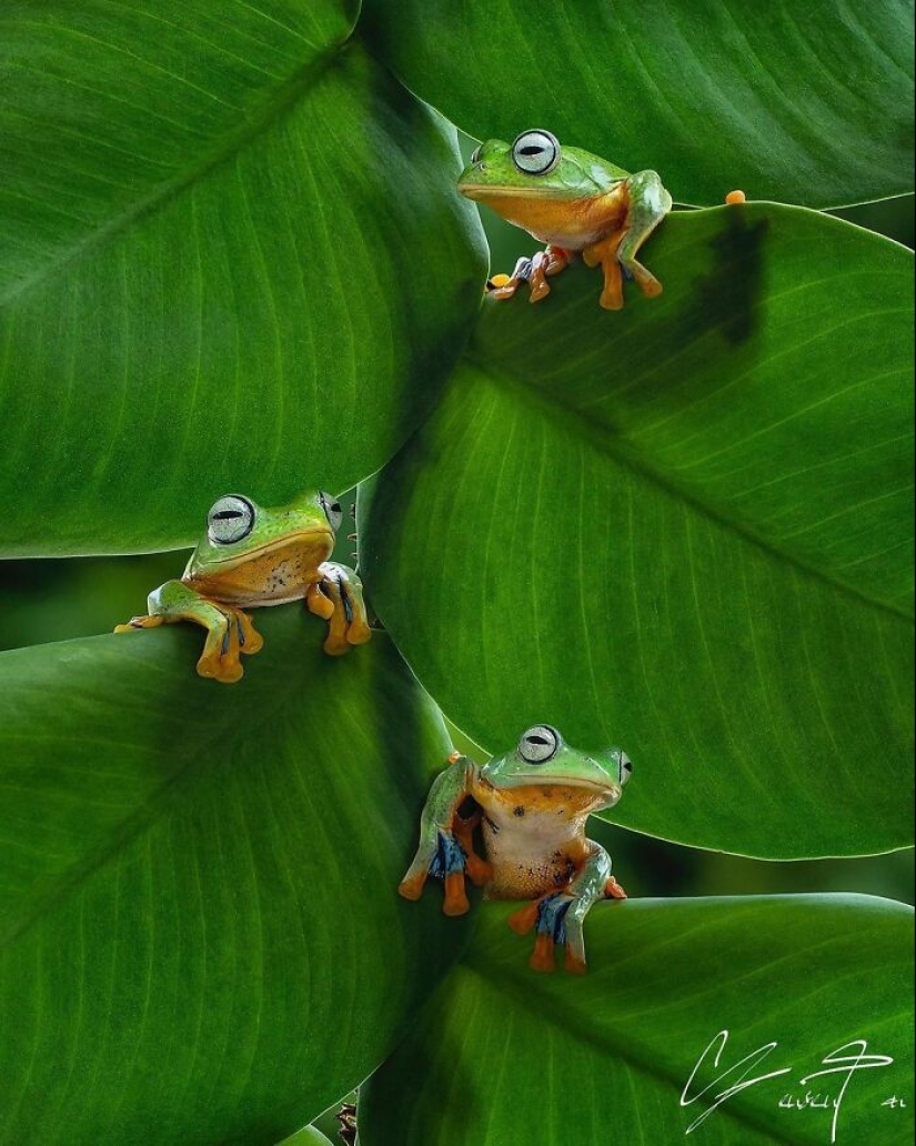 This Account Is Dedicated To Macro Photography, And Here Are The 13 Best Shots Shared