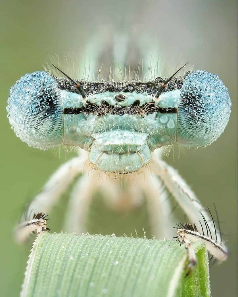 This Account Is Dedicated To Macro Photography, And Here Are The 13 Best Shots Shared