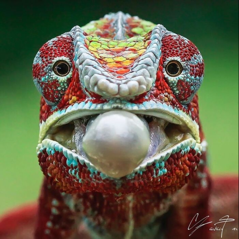 This Account Is Dedicated To Macro Photography, And Here Are The 13 Best Shots Shared