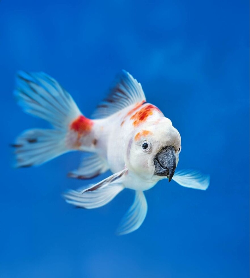 This Artist Creates Animals That Don’t Exist By Fusing Two Together