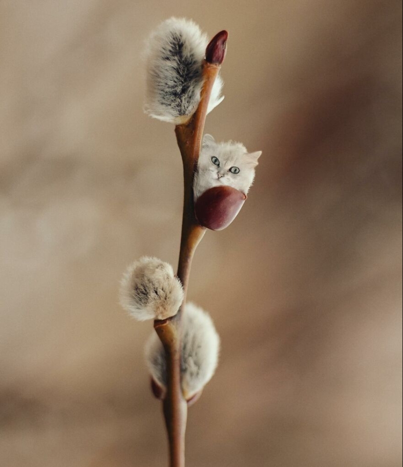 This Artist Creates Animals That Don’t Exist By Fusing Two Together