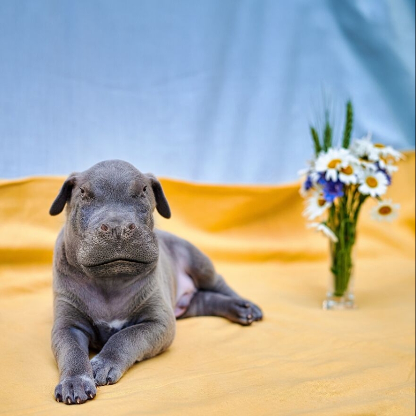 This Artist Creates Animals That Don’t Exist By Fusing Two Together