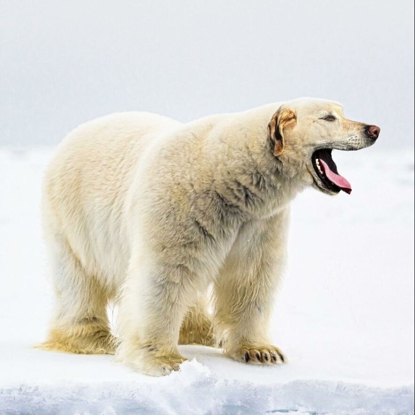 This Artist Creates Animals That Don’t Exist By Fusing Two Together