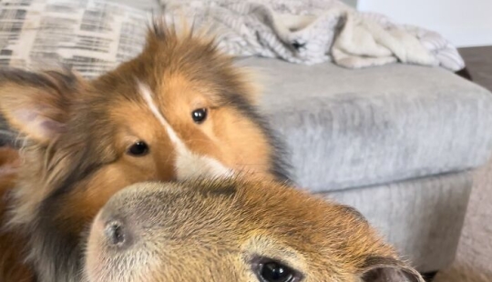 This Astoundingly Adorable Capybara Named Pumpkin Is Melting Hearts All Over The Internet