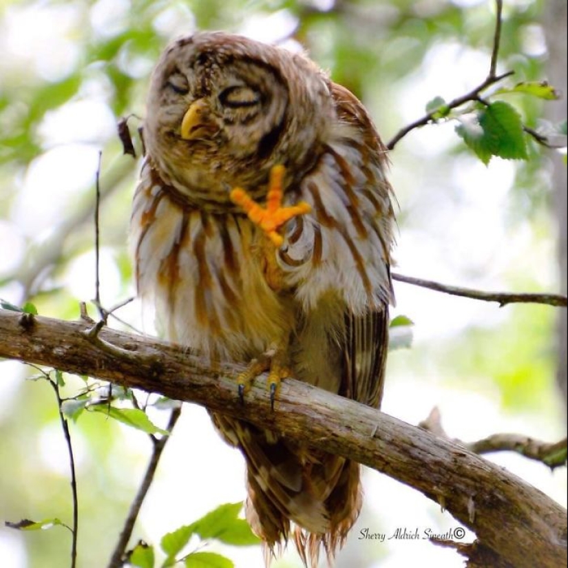 This Facebook Group Is Dedicated To Wildlife Photos That Are So Bad They’re Good