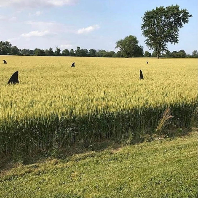 This IG Account Is For “Cursed Pics Only” And Here Are 10 Of The Most Baffling Ones