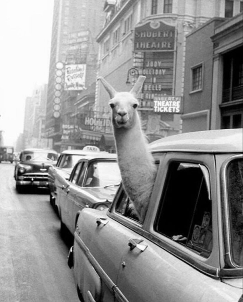 This Instagram Account Featured 15 New Amusing Street Photos