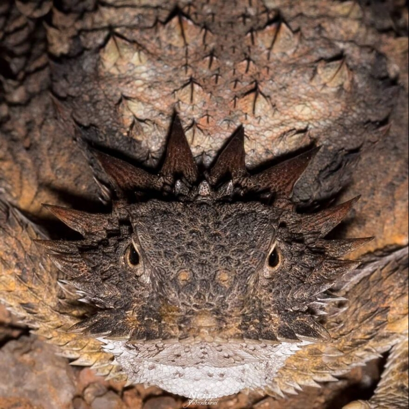 This Photographer Captured 11 Unforgettable Moments Featuring Wildlife