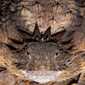 This Photographer Captured 11 Unforgettable Moments Featuring Wildlife