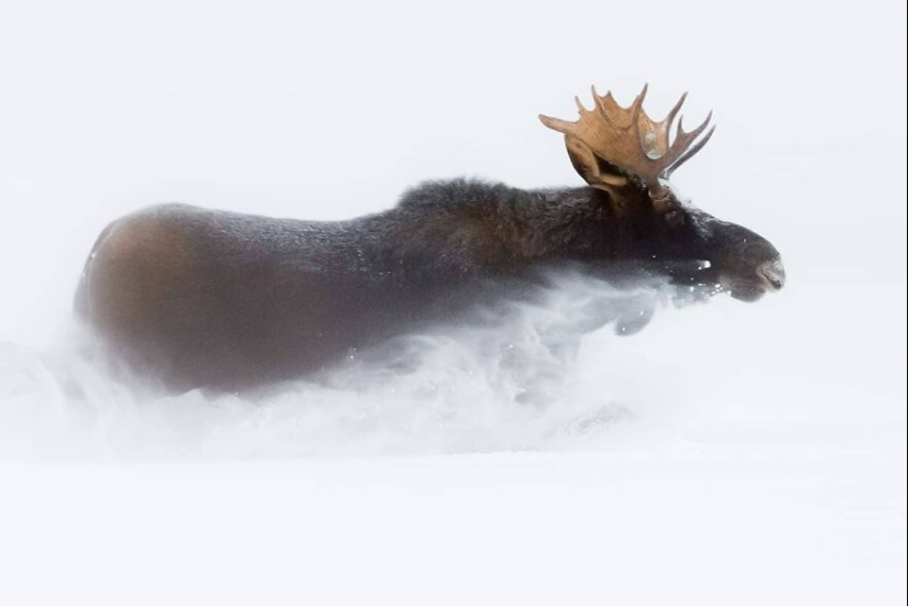 This Photographer Captured 11 Unforgettable Moments Featuring Wildlife