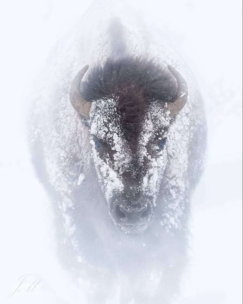 This Photographer Captured 11 Unforgettable Moments Featuring Wildlife