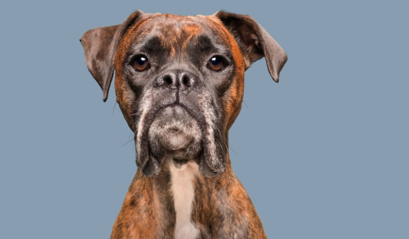 Todas las emociones en la cara: un proyecto sobre perros, el único