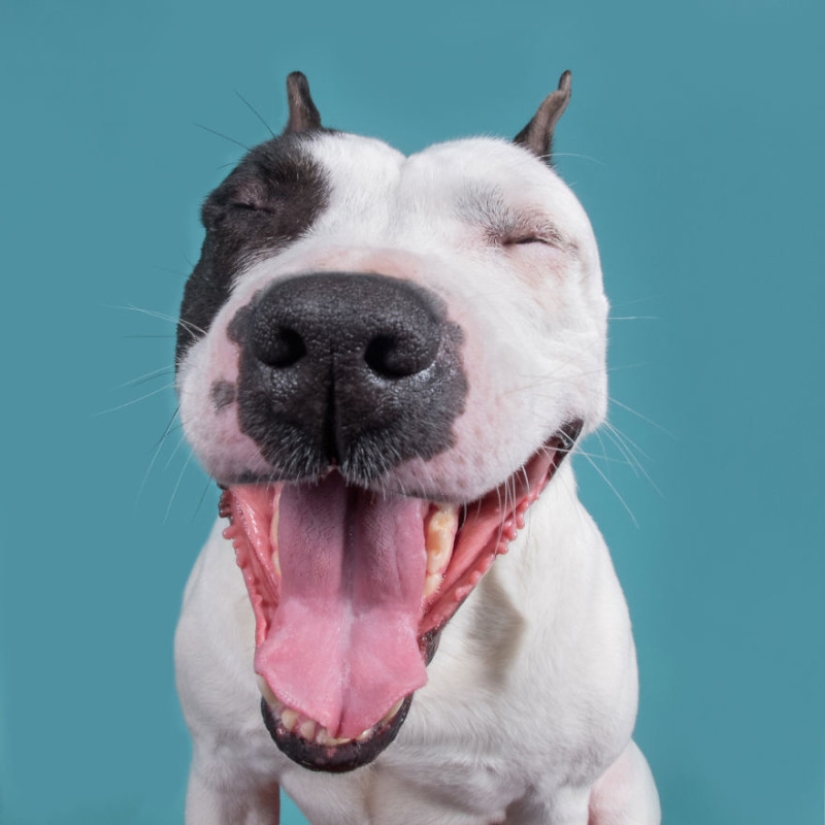 Todas las emociones en la cara: un proyecto sobre perros, el único