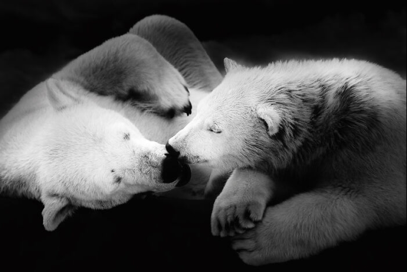 Tomé fotografías de animales mostrando cuidado y afecto entre sí.