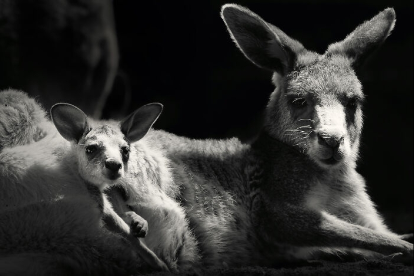 Tomé fotografías de animales mostrando cuidado y afecto entre sí.