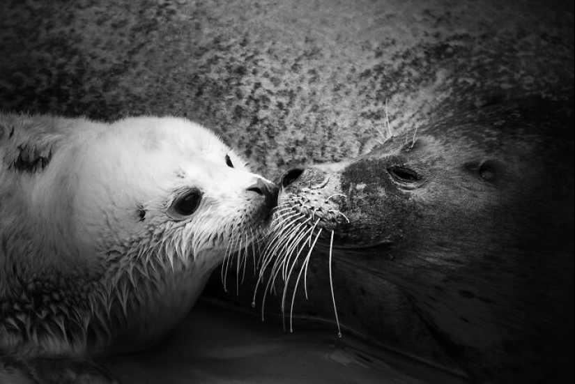 Tomé fotografías de animales mostrando cuidado y afecto entre sí.