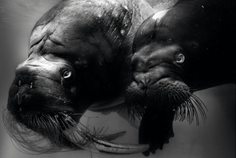 Tomé fotografías de animales mostrando cuidado y afecto entre sí.