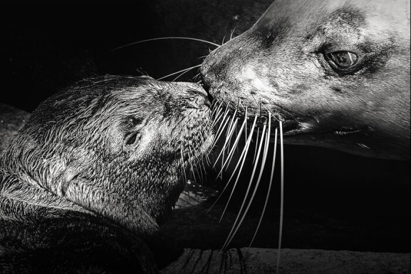 Tomé fotografías de animales mostrando cuidado y afecto entre sí.