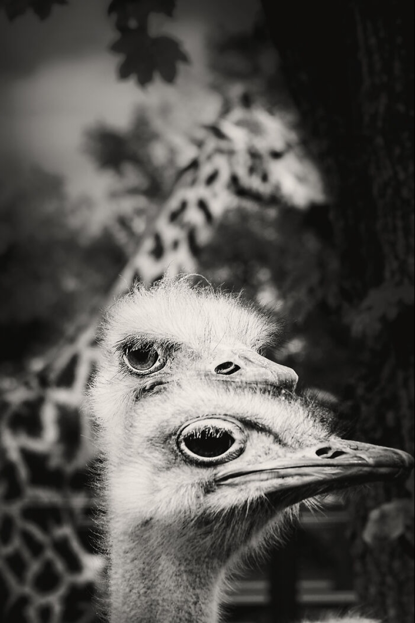 Tomé fotografías de animales mostrando cuidado y afecto entre sí.