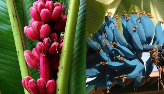 Top 10 Most rare and unusual varieties of bananas
