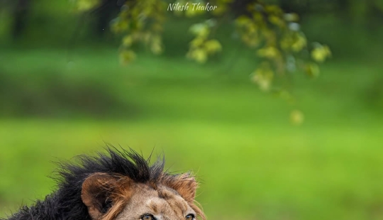 Top 10 Must-Visit Wildlife Photography Destinations in India