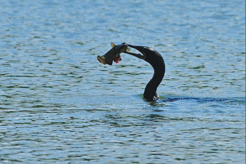 Traditional Chinese fishing with cormorants Traditional Chinese fishing with cormorants