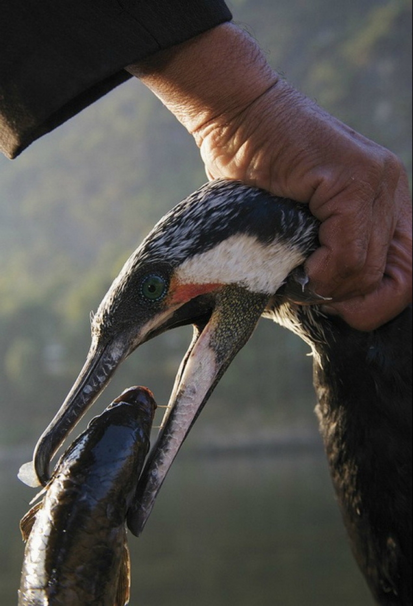 Traditional Chinese fishing with cormorants Traditional Chinese fishing with cormorants