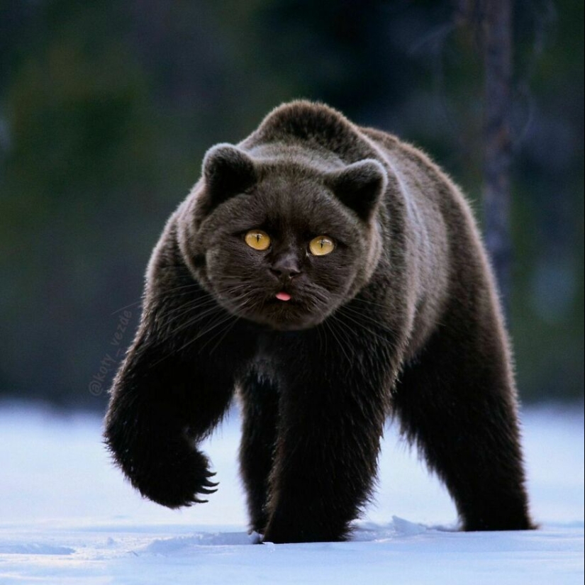 Un artista retoca caras de gato en casi todo con Photoshop y este es el resultado Un artista retoca caras de gato en casi todo con Photoshop y este es el resultado