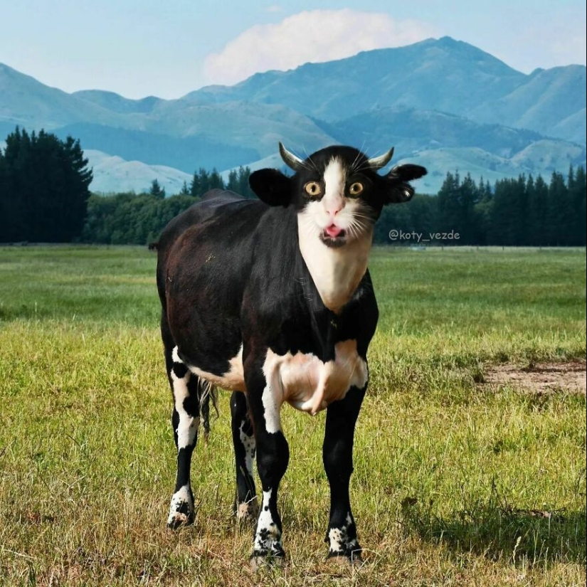 Un artista retoca caras de gato en casi todo con Photoshop y este es el resultado Un artista retoca caras de gato en casi todo con Photoshop y este es el resultado