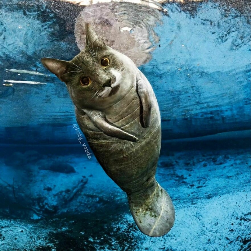 Un artista retoca caras de gato en casi todo con Photoshop y este es el resultado Un artista retoca caras de gato en casi todo con Photoshop y este es el resultado