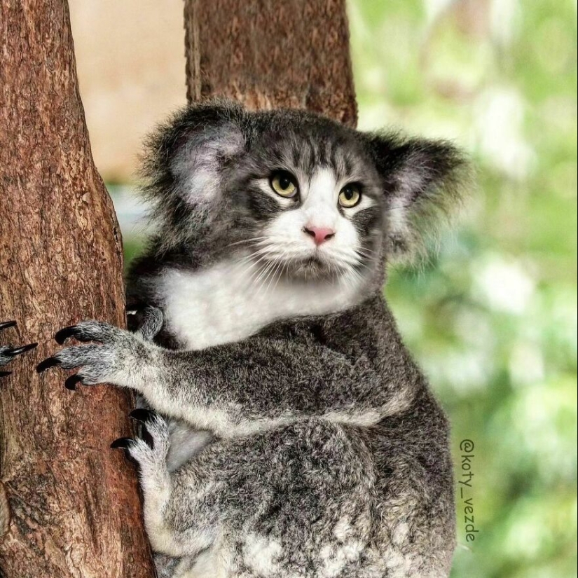 Un artista retoca caras de gato en casi todo con Photoshop y este es el resultado Un artista retoca caras de gato en casi todo con Photoshop y este es el resultado