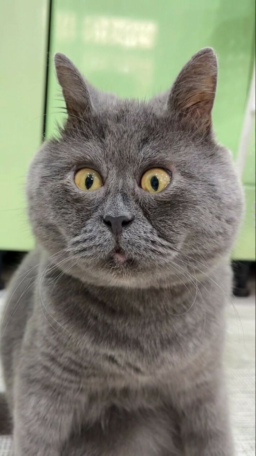 Un gato con aspecto ridículo continúa robando el corazón de las personas en línea y también ayuda a 10 animales protegidos Un gato con aspecto ridículo continúa robando el corazón de las personas en línea y también ayuda a 10 animales protegidos